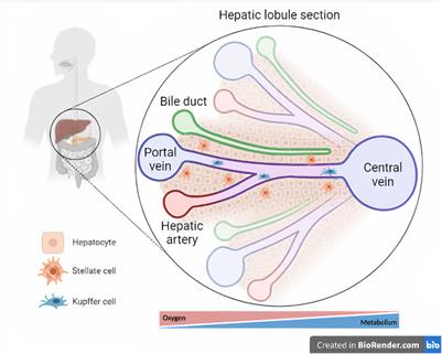 Applied Hepatic Bioengineering: Modeling the Human Liver Using Organoid and Liver-on-a-Chip Technologies